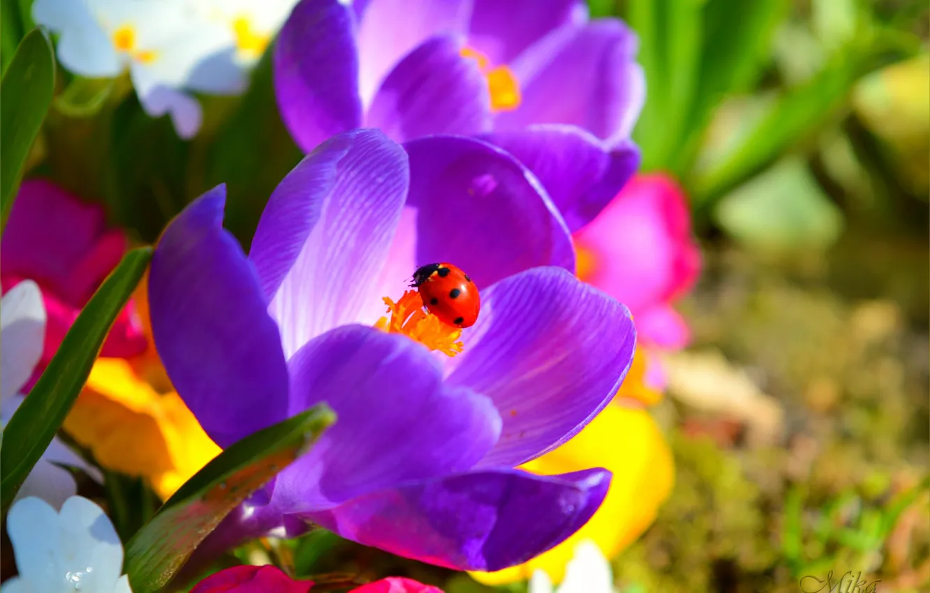 Фото обои Крокусы, Crocuses, Purple crocus