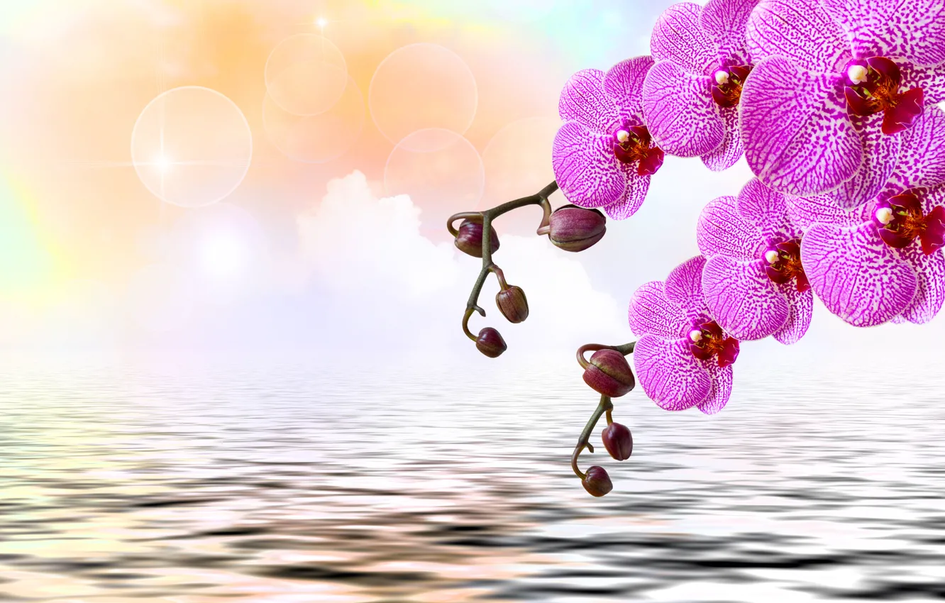 Фото обои цветы, орхидея, flowers, orchid