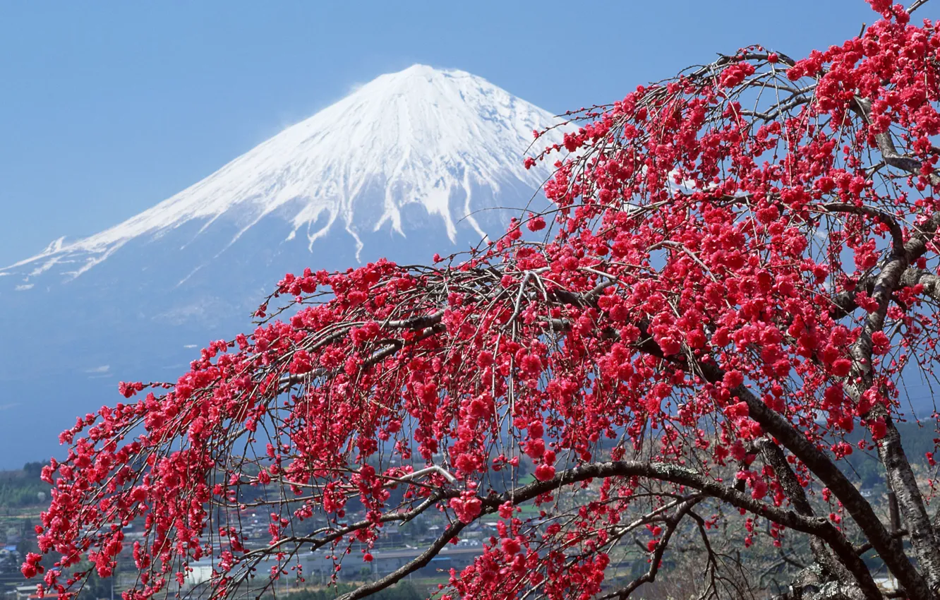 Фото обои снег, дерево, япония, гора, сакура, пик, фудзияма