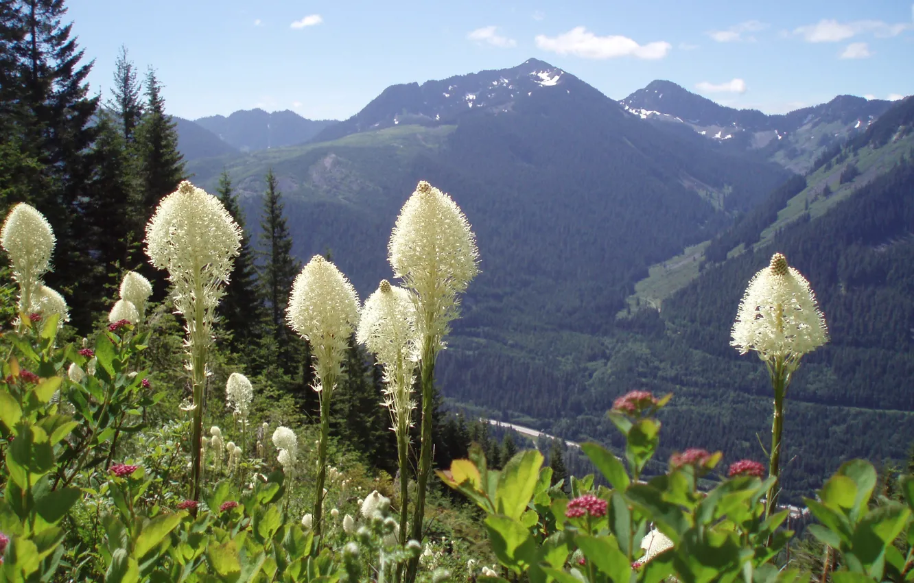 Фото обои лес, цветы, горы, Washington State, Moon flowers on Bear Grass, Snoqualmie Mountains