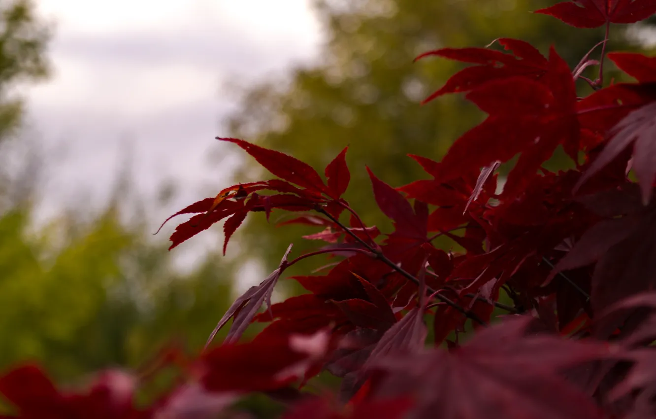Фото обои Red, Nature, Sky, Tree, Cloudy, Autumn, Leaves