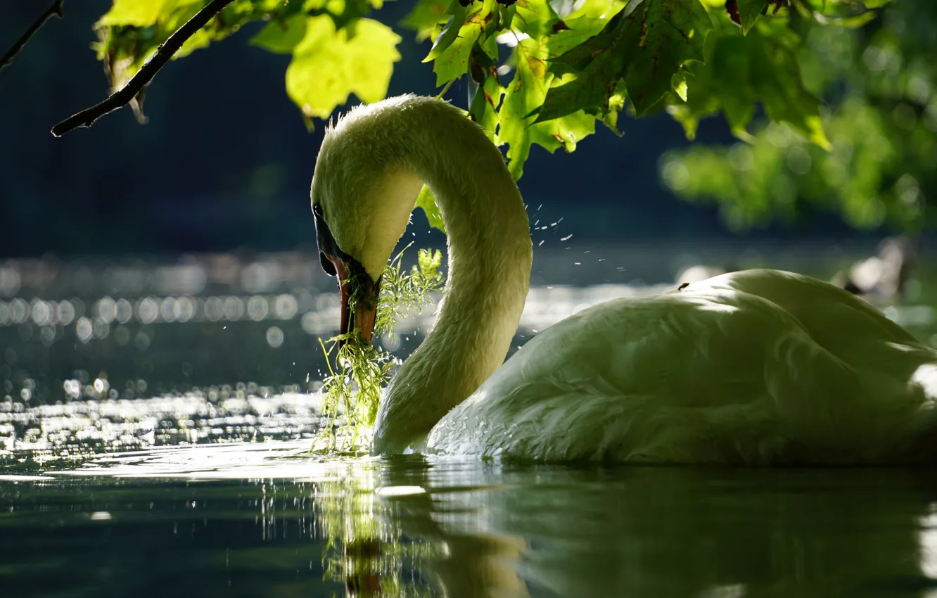 Фото обои листья, вода, ветки, птица, лебедь