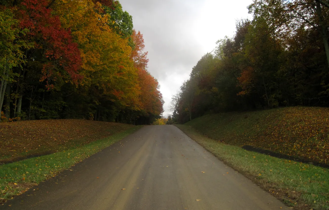 Фото обои дорога, осень, листья, деревья, Nature, листопад, road, trees