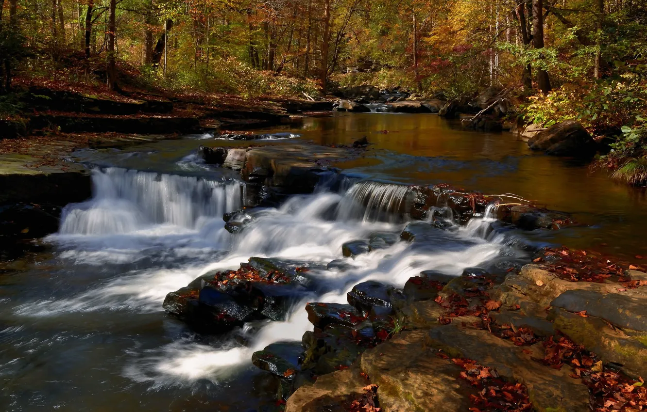 Фото обои Природа, Поток, Осень, Река, Лес