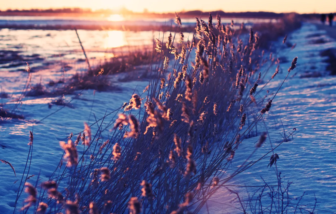 Фото обои трава, снег, природа, утро