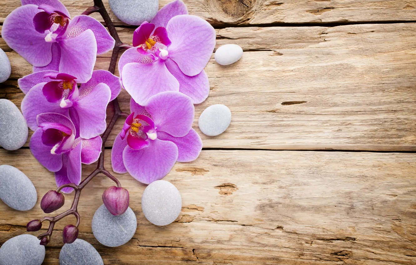 Фото обои камни, wood, орхидея, pink, flowers, orchid