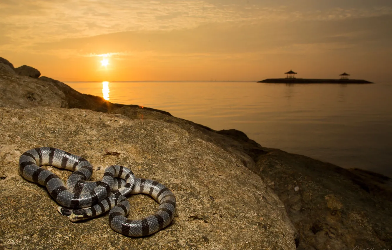 Фото обои море, небо, солнце, пейзаж, закат, камни, побережье, змея