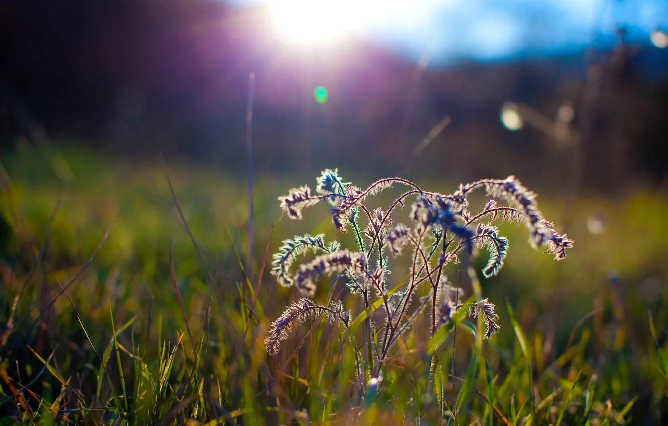 Фото обои трава, лучи, солнца, кустик