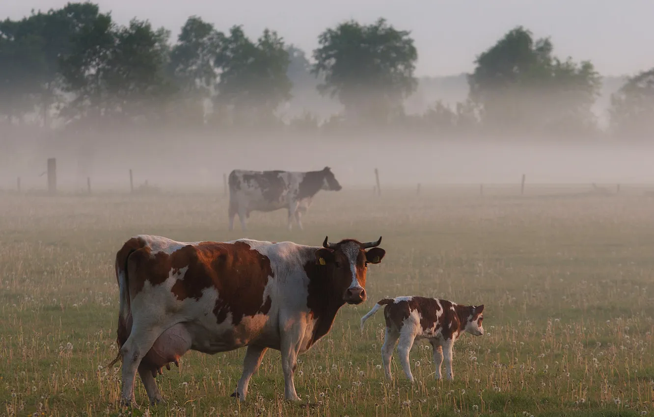 Фото обои пейзаж, природа, туман, обои, корова, wallpapers, телёнок