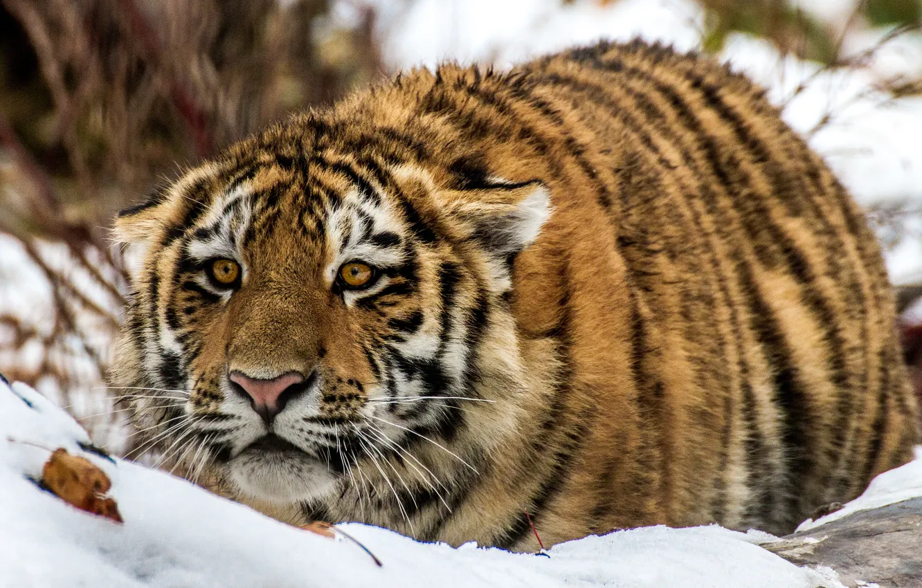 Фото обои взгляд, снег, тигр