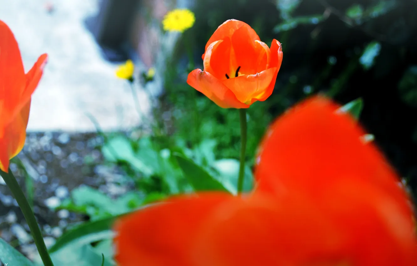 Фото обои цветок, красный, тюльпан, лепестки