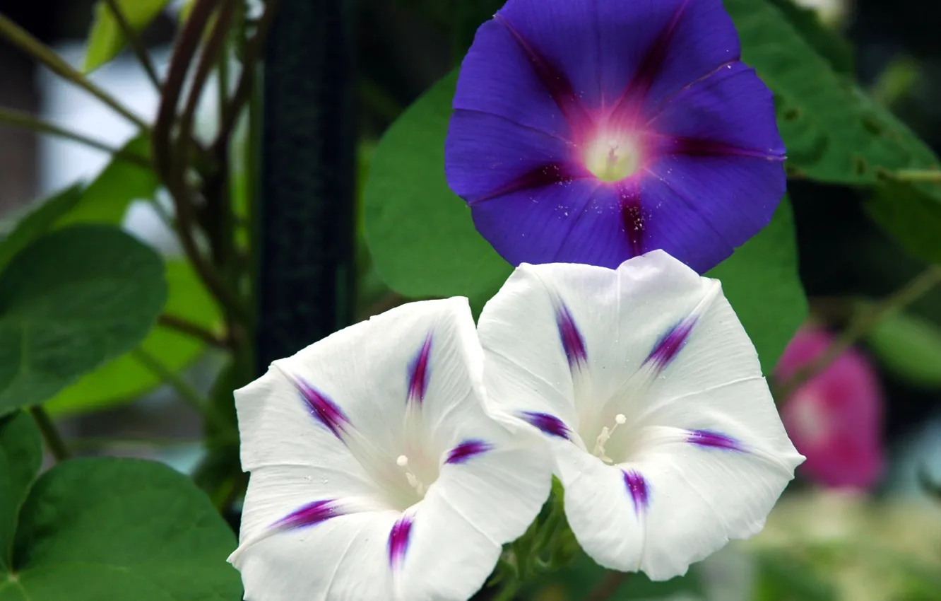 Фото обои Цветы, Blue, Flowers, White, Боке, Bokeh