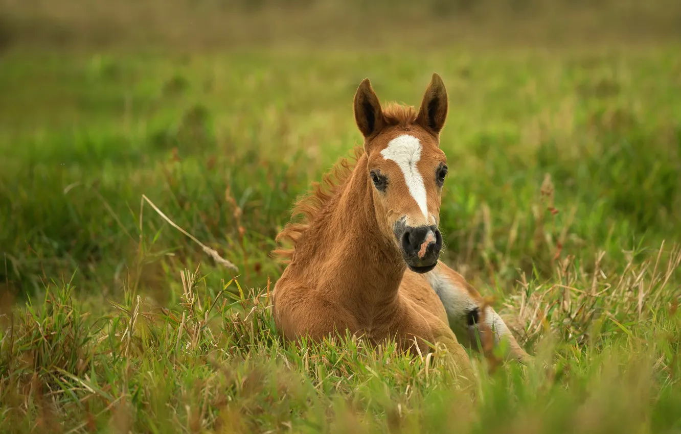 Фото обои трава, взгляд, морда, природа, конь, лошадь, лежит, гнедой