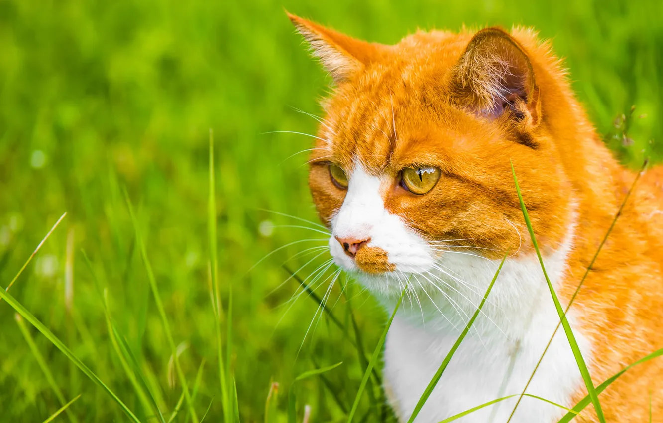 Фото обои зелень, кошка, трава, кот, взгляд, портрет, рыжий, мордашка
