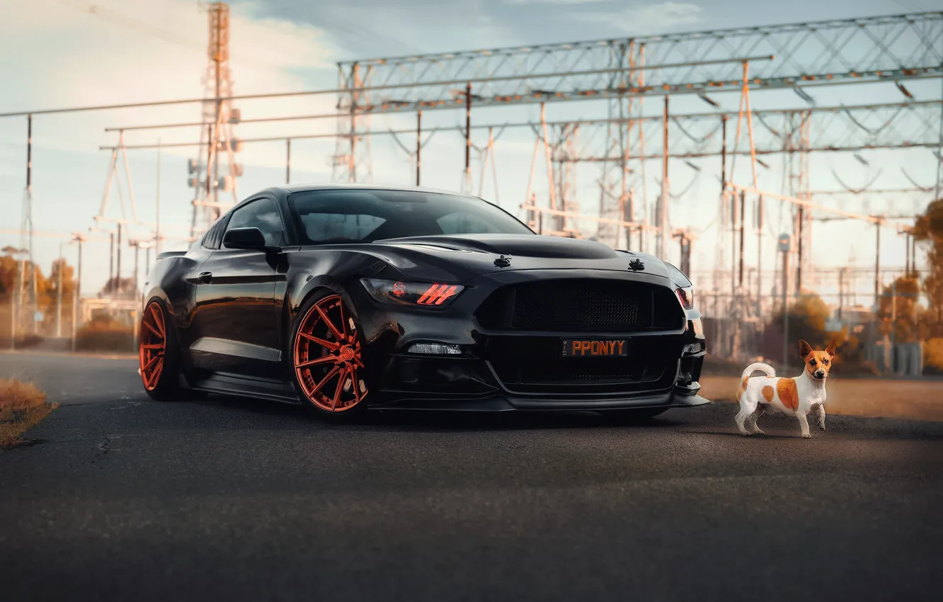 Фото обои Mustang, Ford, собака