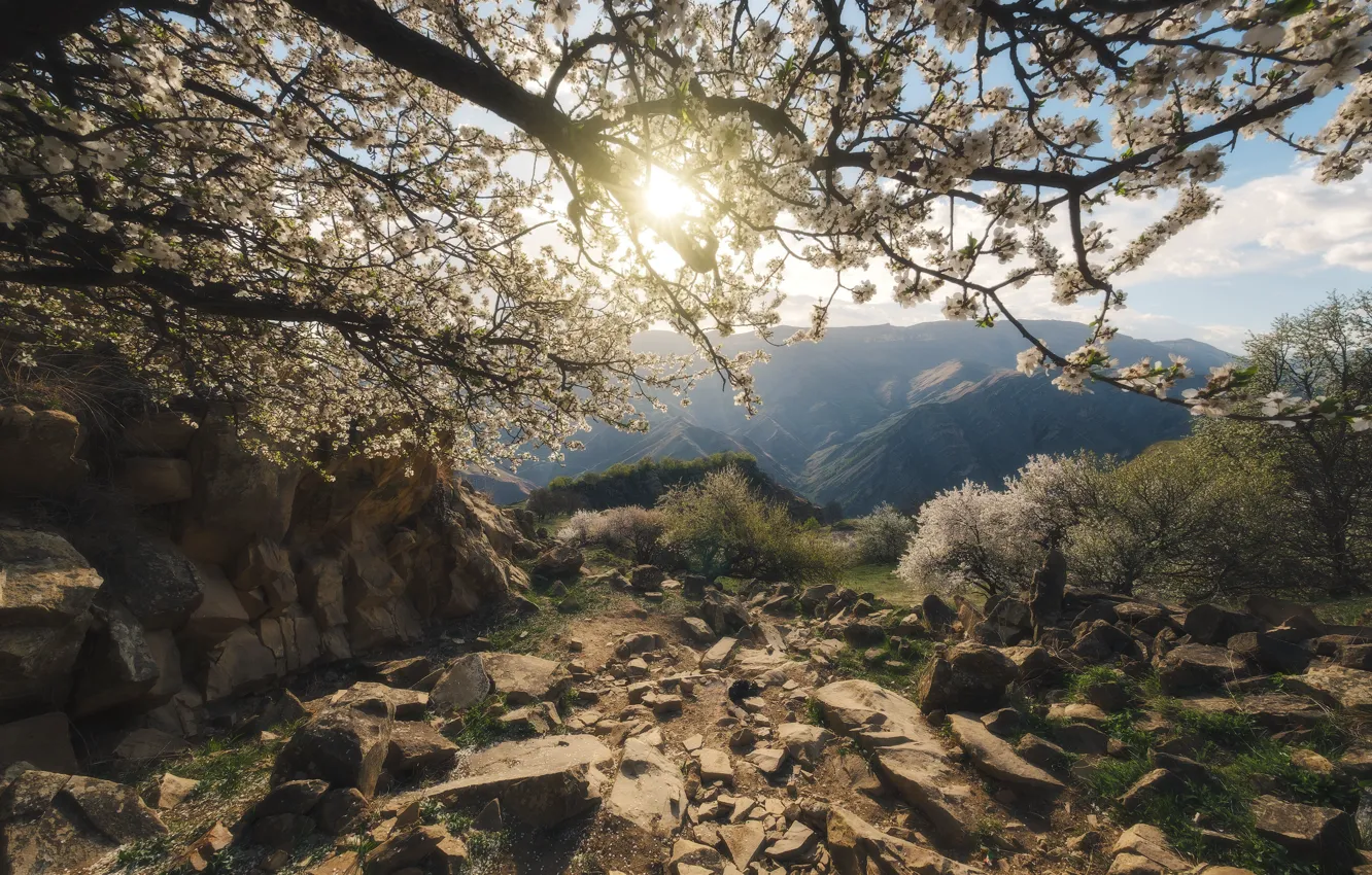 Фото обои солнце, деревья, пейзаж, горы, природа, камни, рассвет, весна