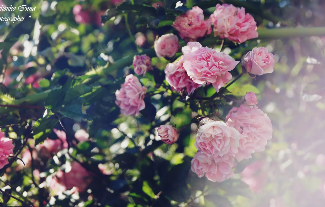 Фото обои розовый, розы, украина