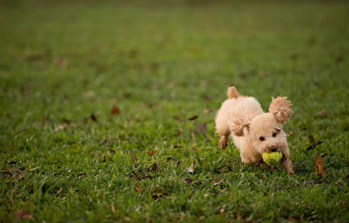 Фото обои трава, газон, игра, мяч, собака, пушистая