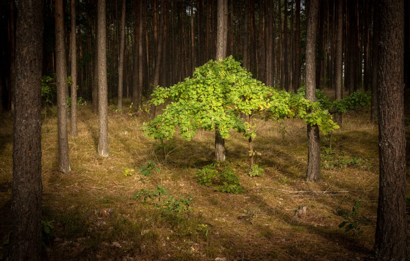 Фото обои лес, свет, листва, сосны, деревце