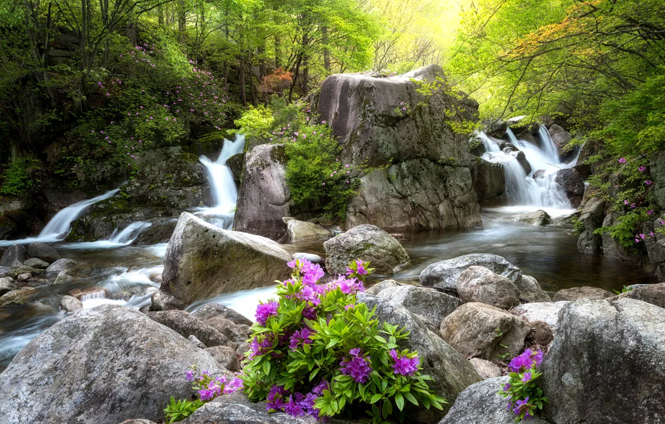 Фото обои Зелень, Цветы, Вода, Поток, Водопад, Лес, Листья, Камни
