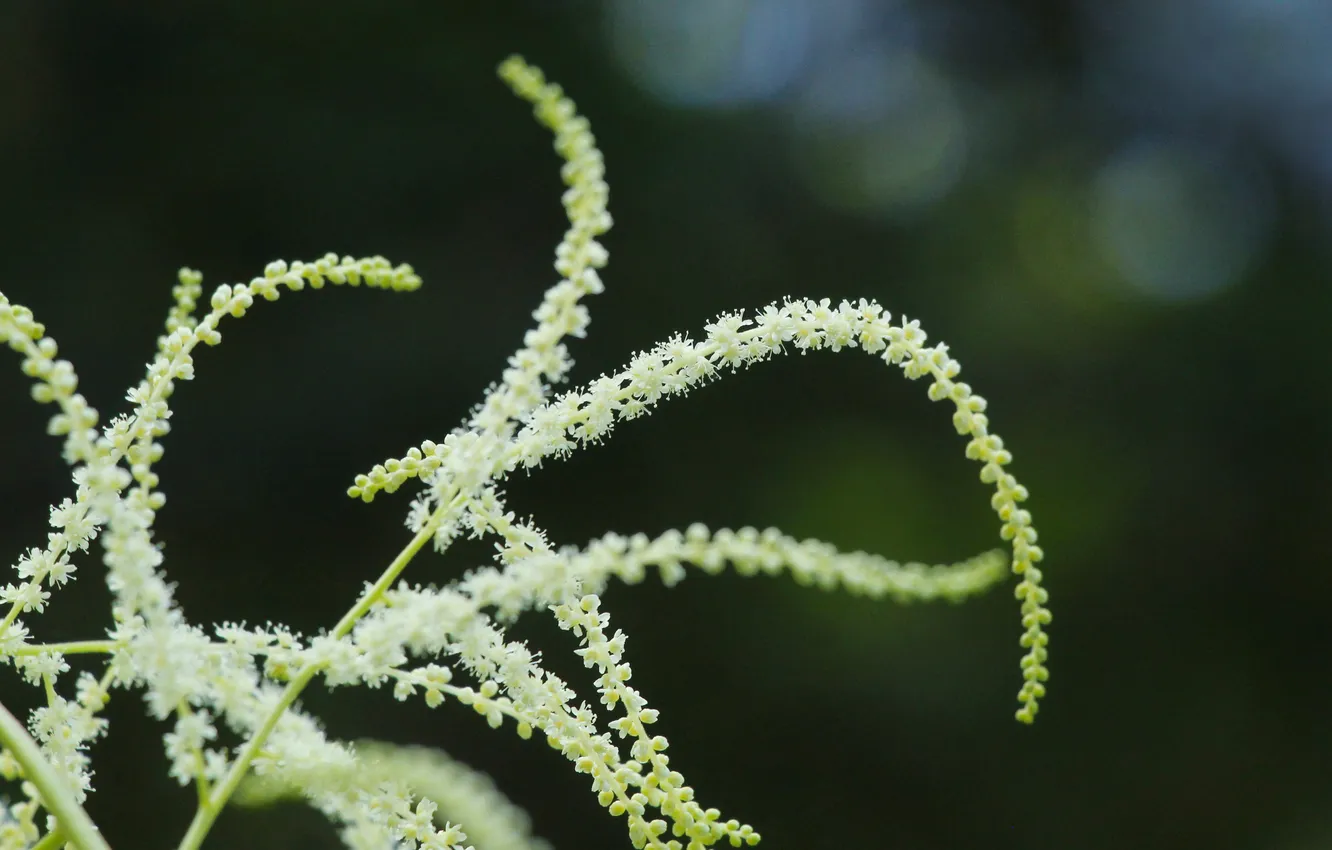 Фото обои white, garden, blooming, forest fireweed