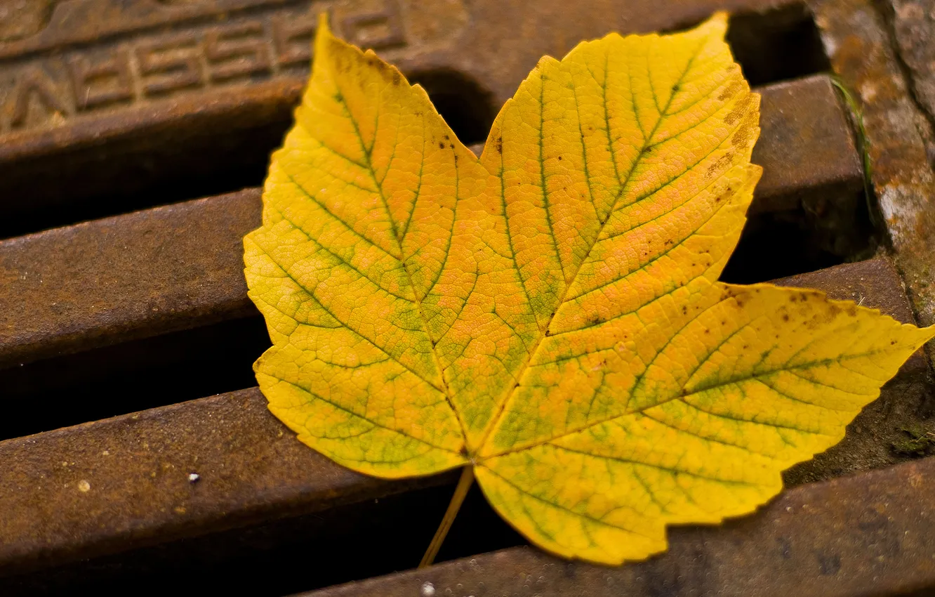 Фото обои осень, макро, лист, железо, решотка