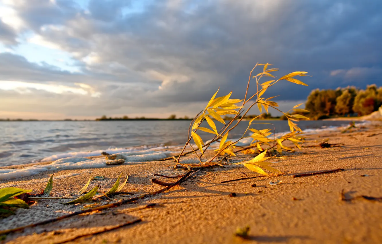 Фото обои песок, море, пляж, небо, листья, вода, ветки, природа