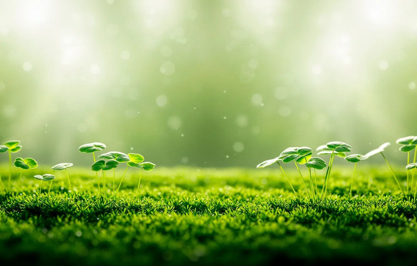 Фото обои макро, ростки, фон, обои, мох, wallpaper, background, macro