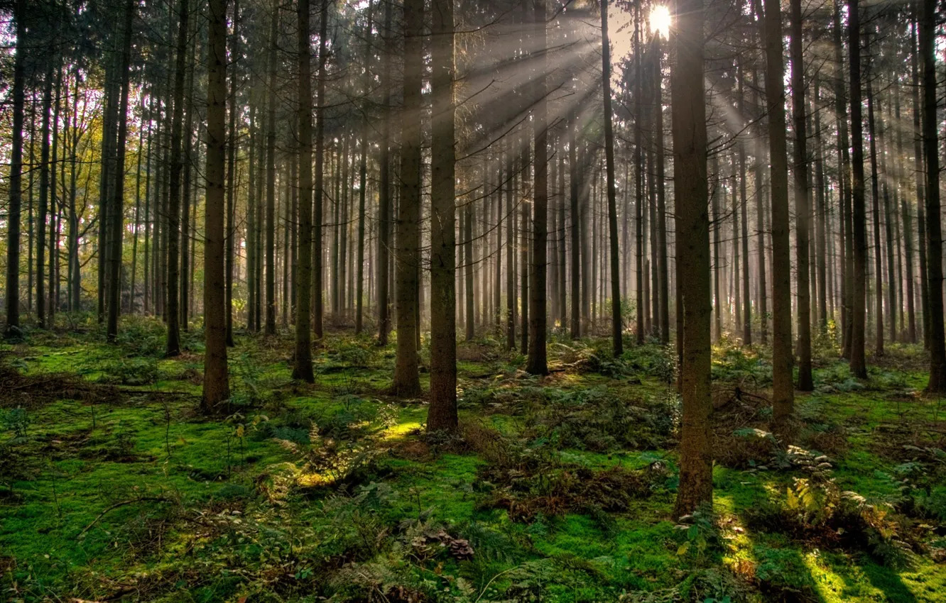 Фото обои лес, деревья, природа, вечер, лучи солнца