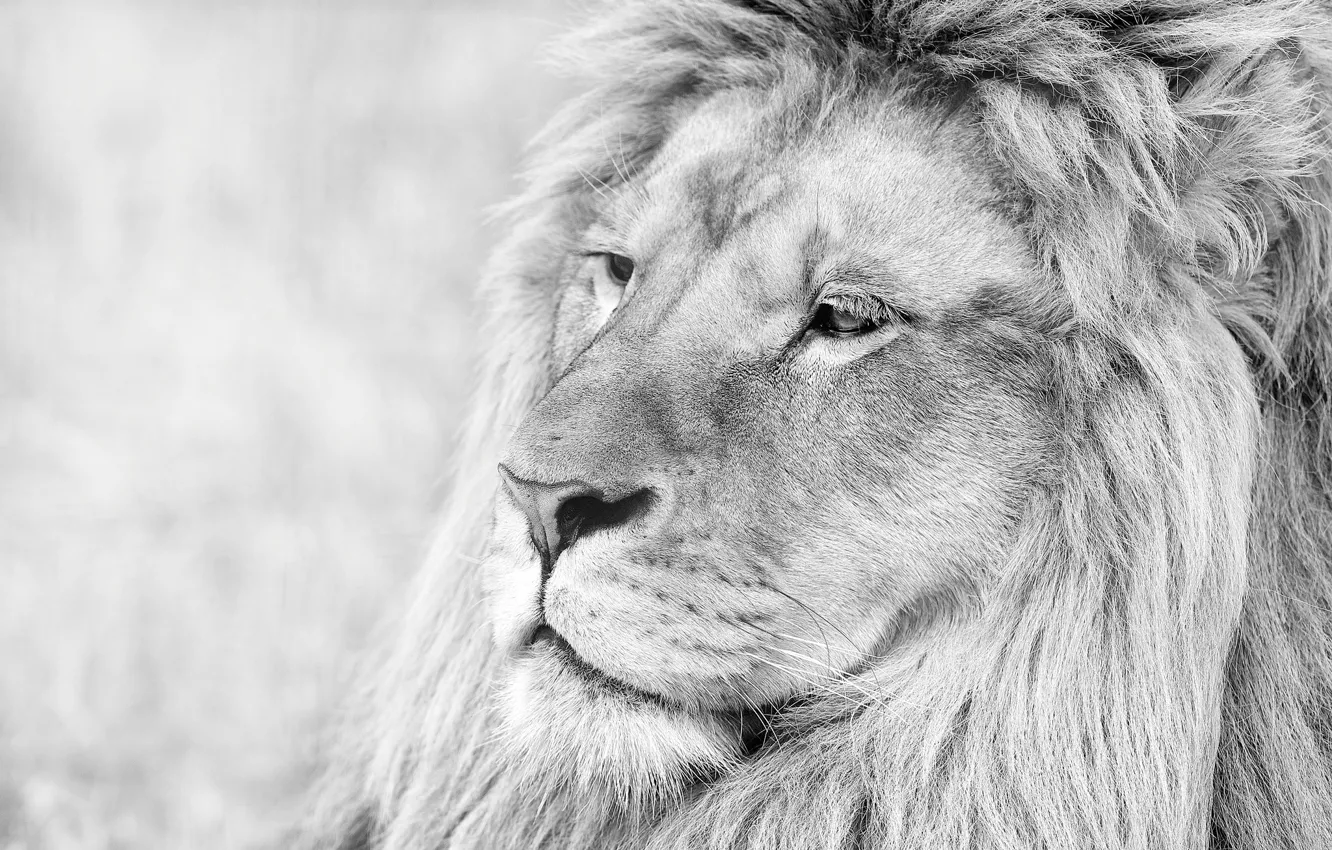 Фото обои морда, животное, лев, ч/б, грива, lion