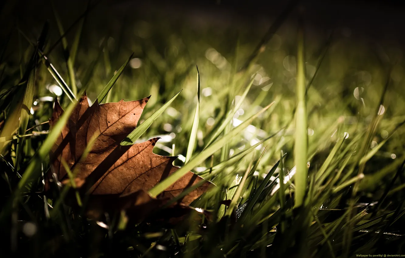 Фото обои Листок, Трава, Осень, Fall, Grass