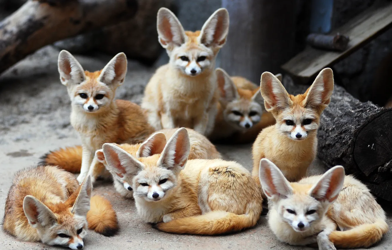 Фото обои животные, лисы, фенек, Fennec fox, ушастые