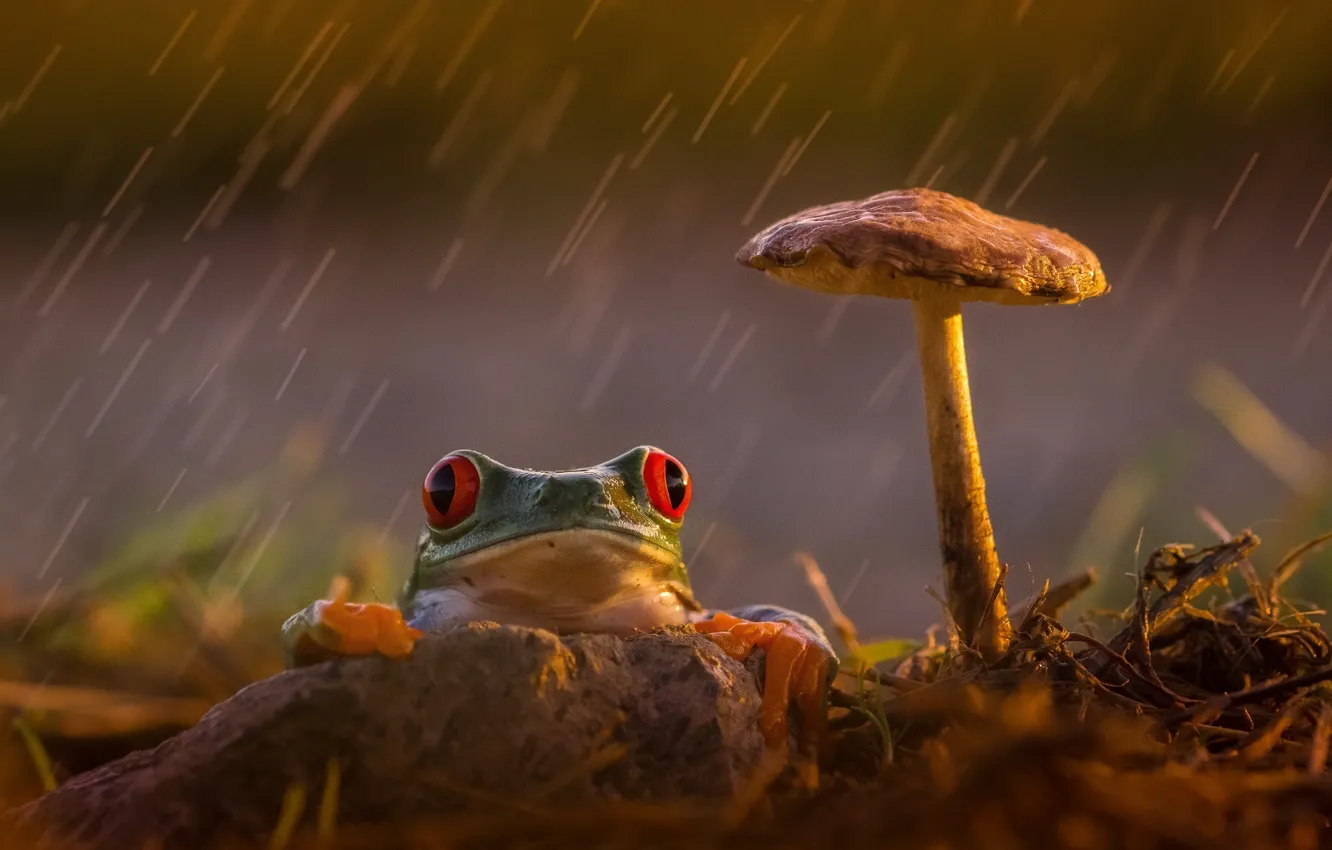 Фото обои грусть, задумчивость, дождь, гриб, лягушка, лапки, оранжевые, зеленая