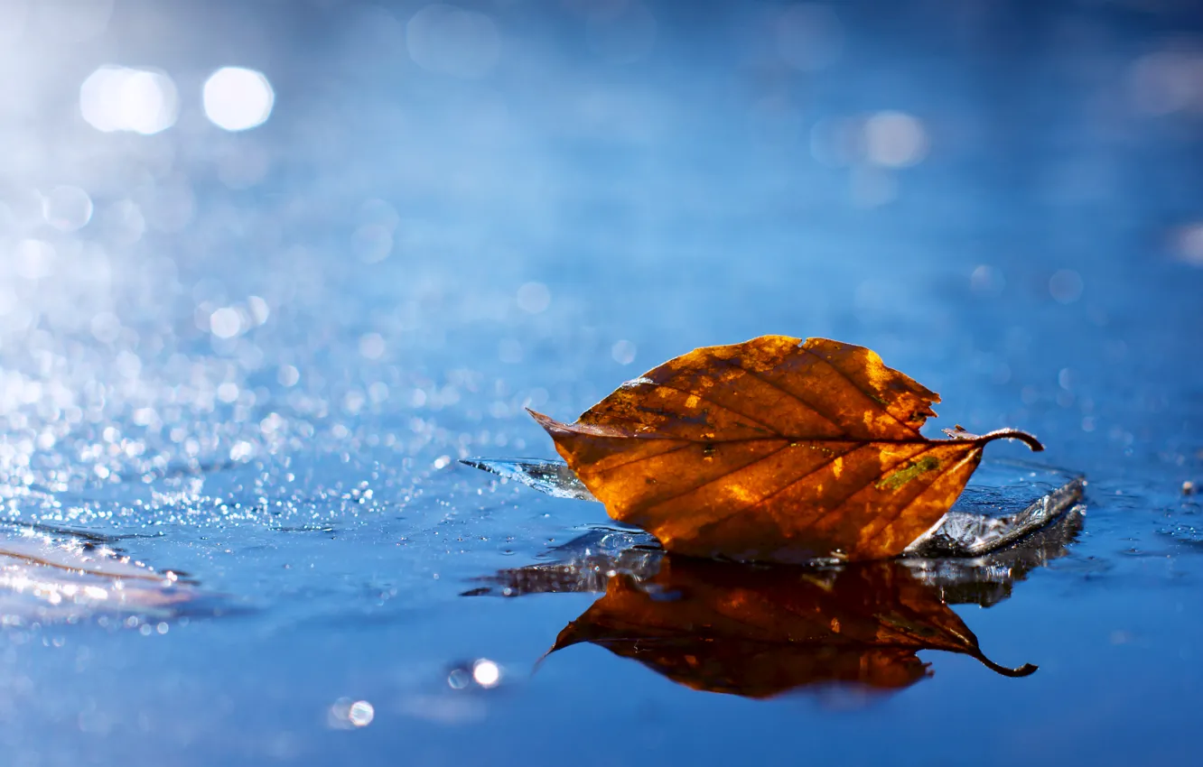 Фото обои вода, желтый, лист, капельки, блики, листок, Осень, размытость
