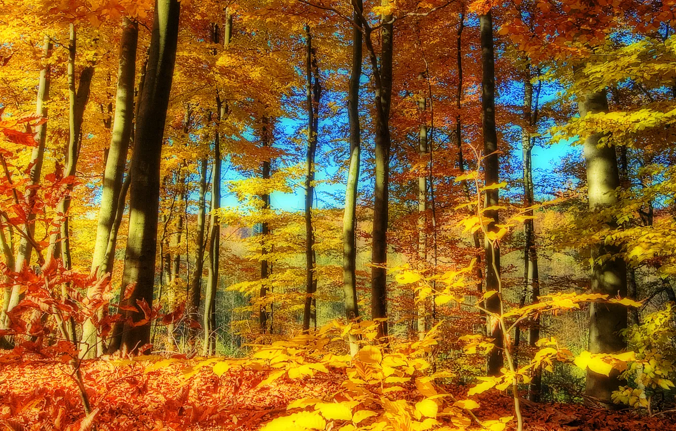 Фото обои осень, лес, небо, деревья, пейзаж, природа, время года