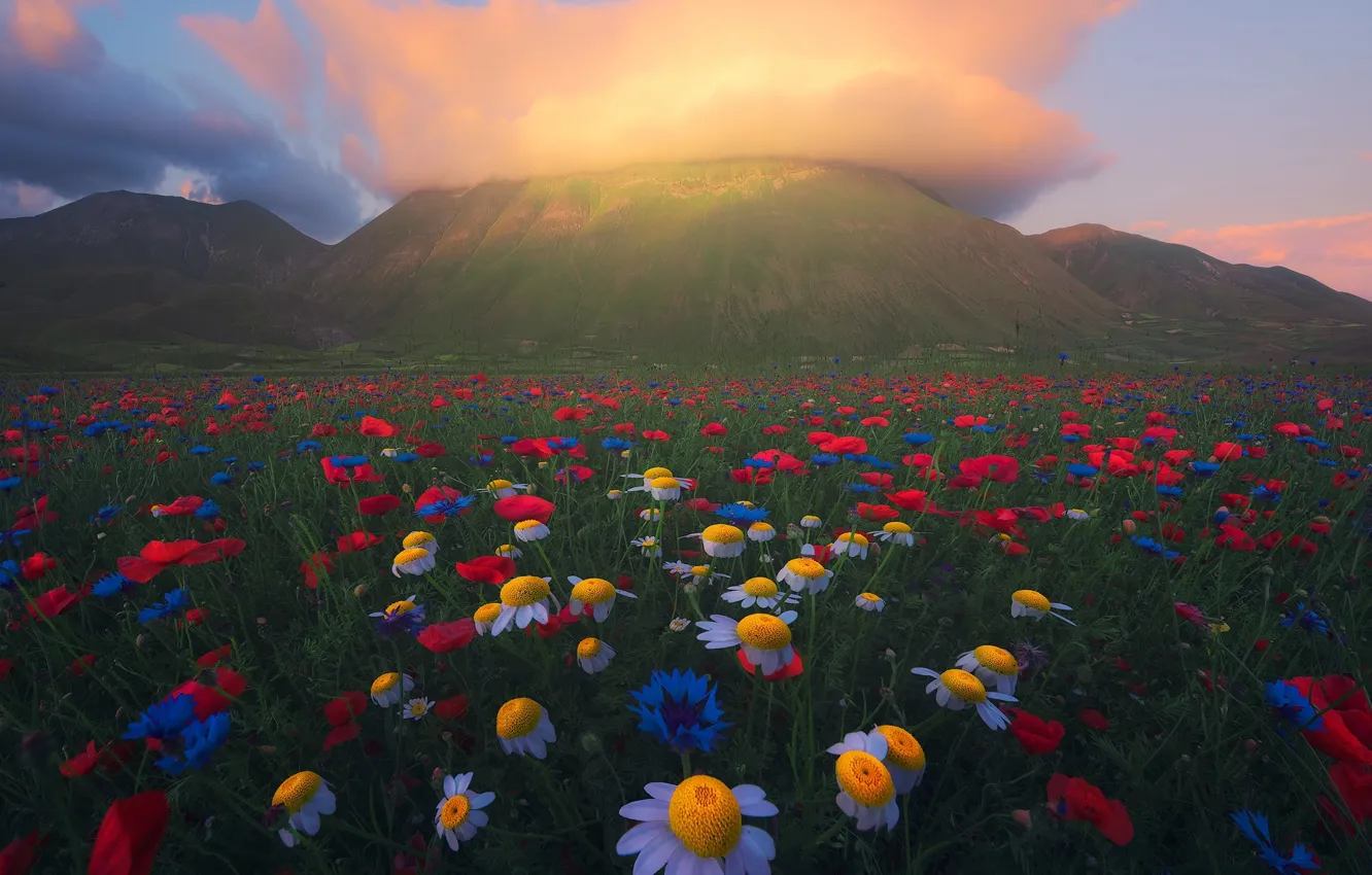Фото обои лето, облака, цветы, горы, природа