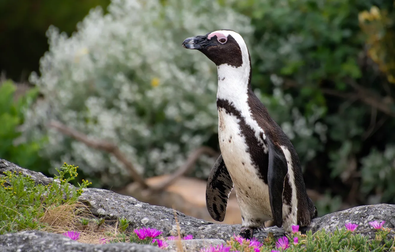 Фото обои цветы, птица, пингвины