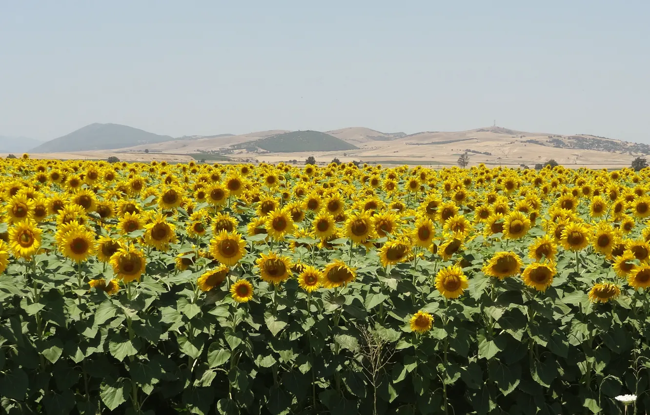 Фото обои Greece, sunflowers, near Domokow