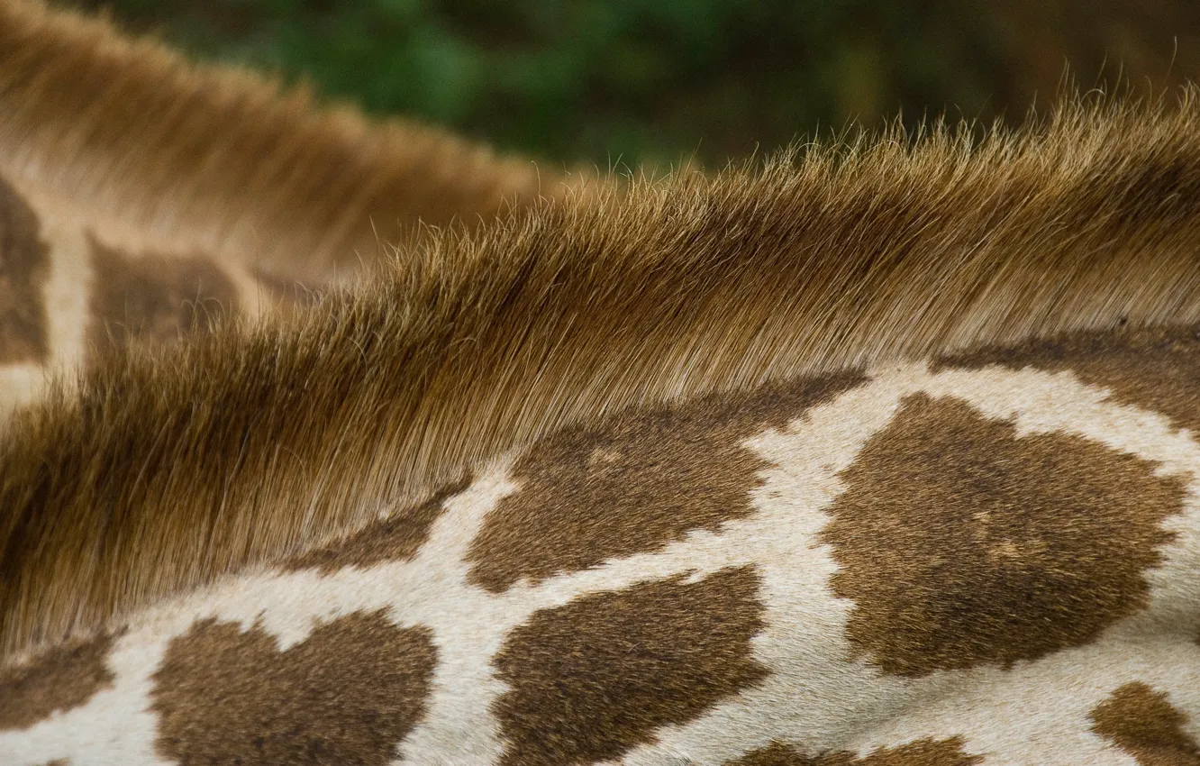 Фото обои животное, текстура, шерсть, жираф, пятна, мех, шея, загривок