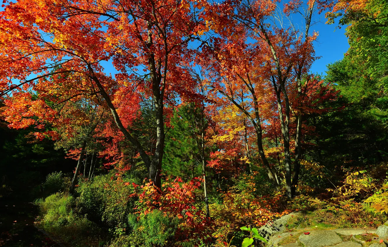 Фото обои осень, лес, небо, деревья, камень