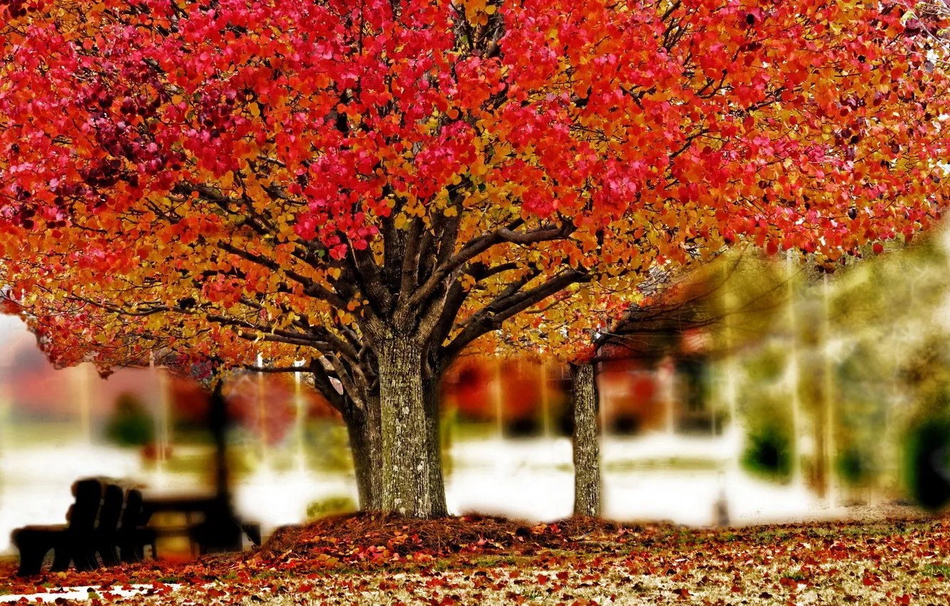 Фото обои осень, листья, природа, парк, дерево