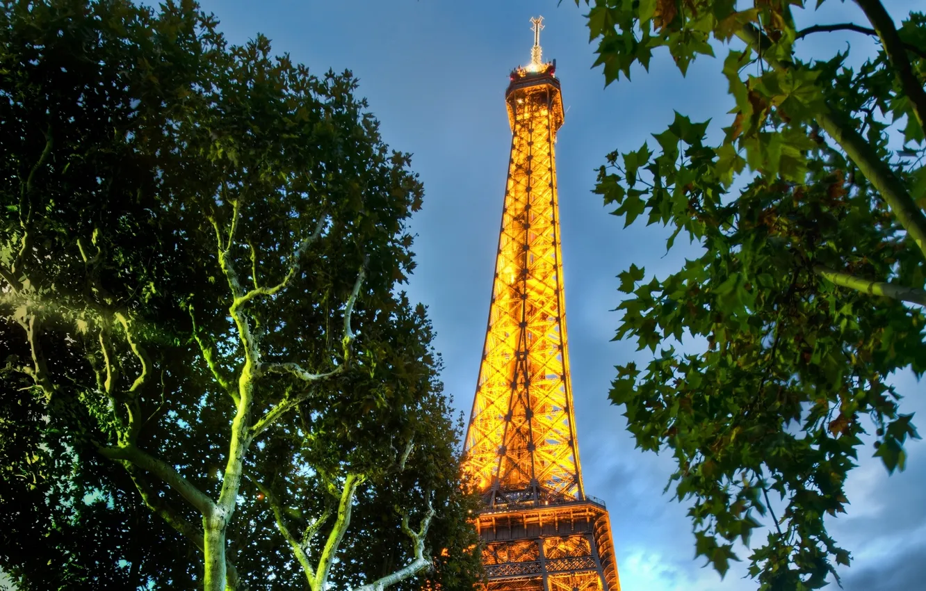 Фото обои Paris, France, tree, Eiffel Tower