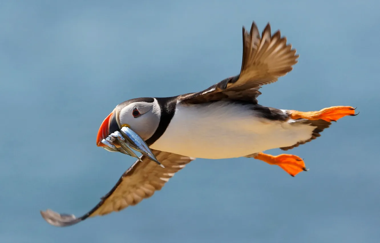 Фото обои природа, птица, Puffin