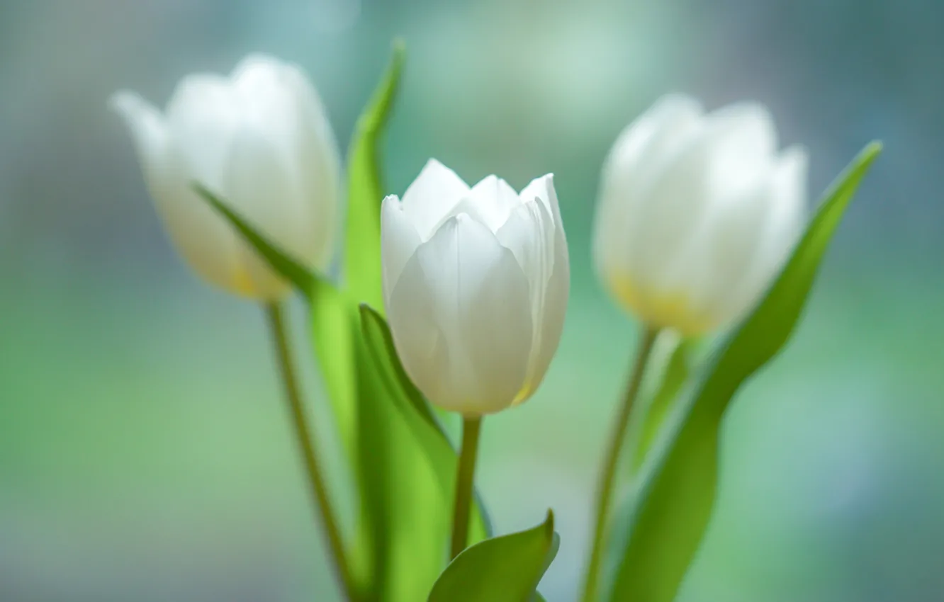 Фото обои тюльпаны, трио, бутоны, три тюльпана, боке, белые тюльпаны