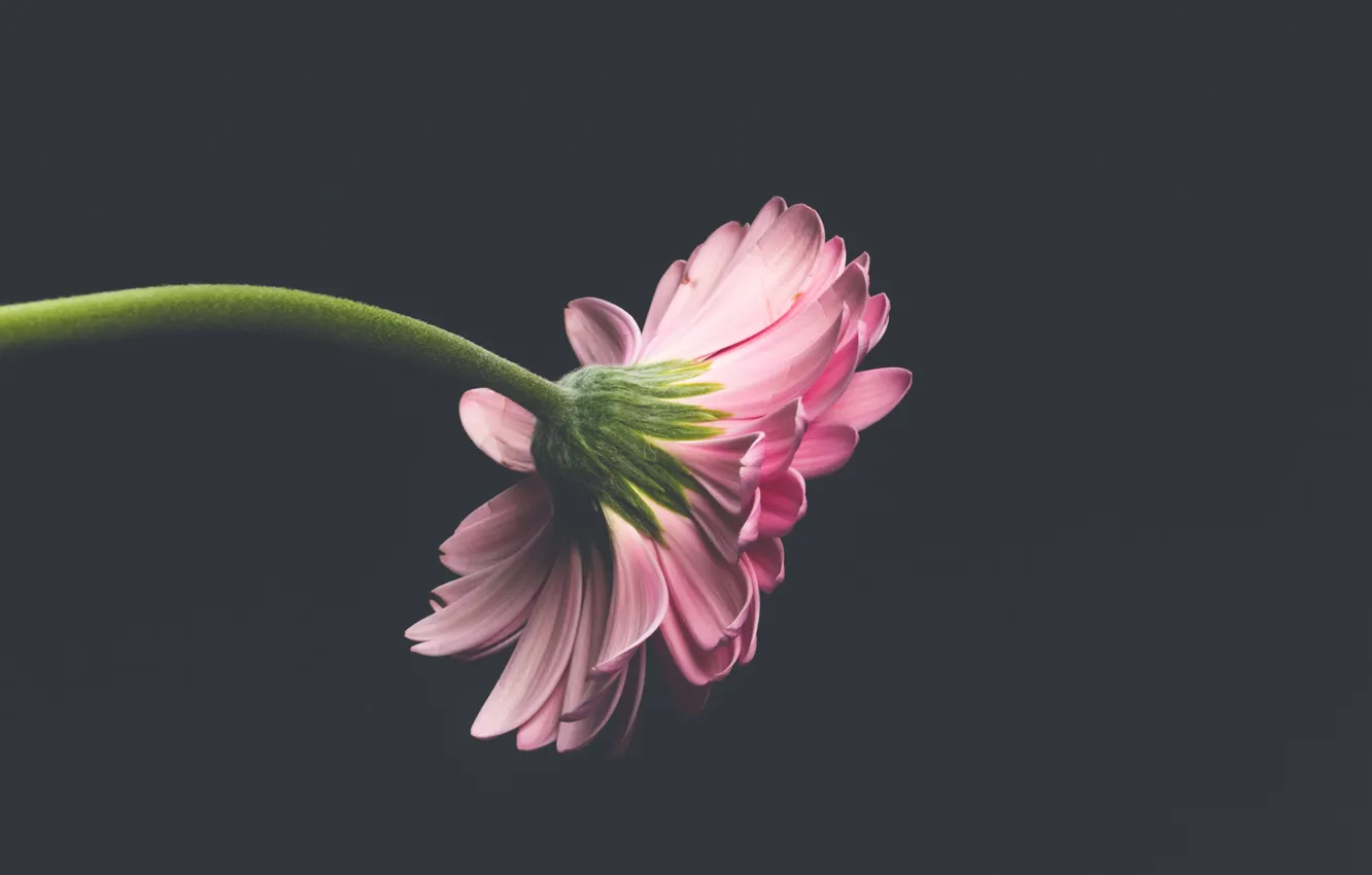 Фото обои цветок, темный фон, flower, флора, flora, dark background
