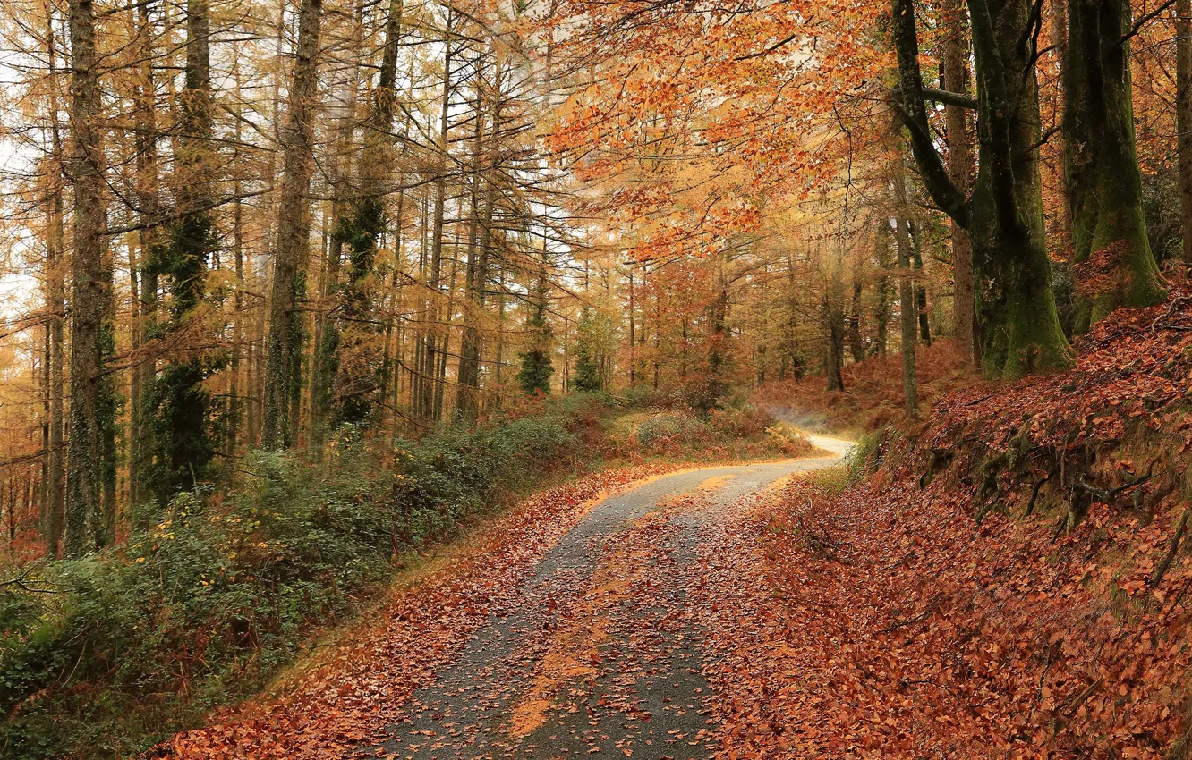 Фото обои дорога, осень, лес, деревья, ветки, природа, туман