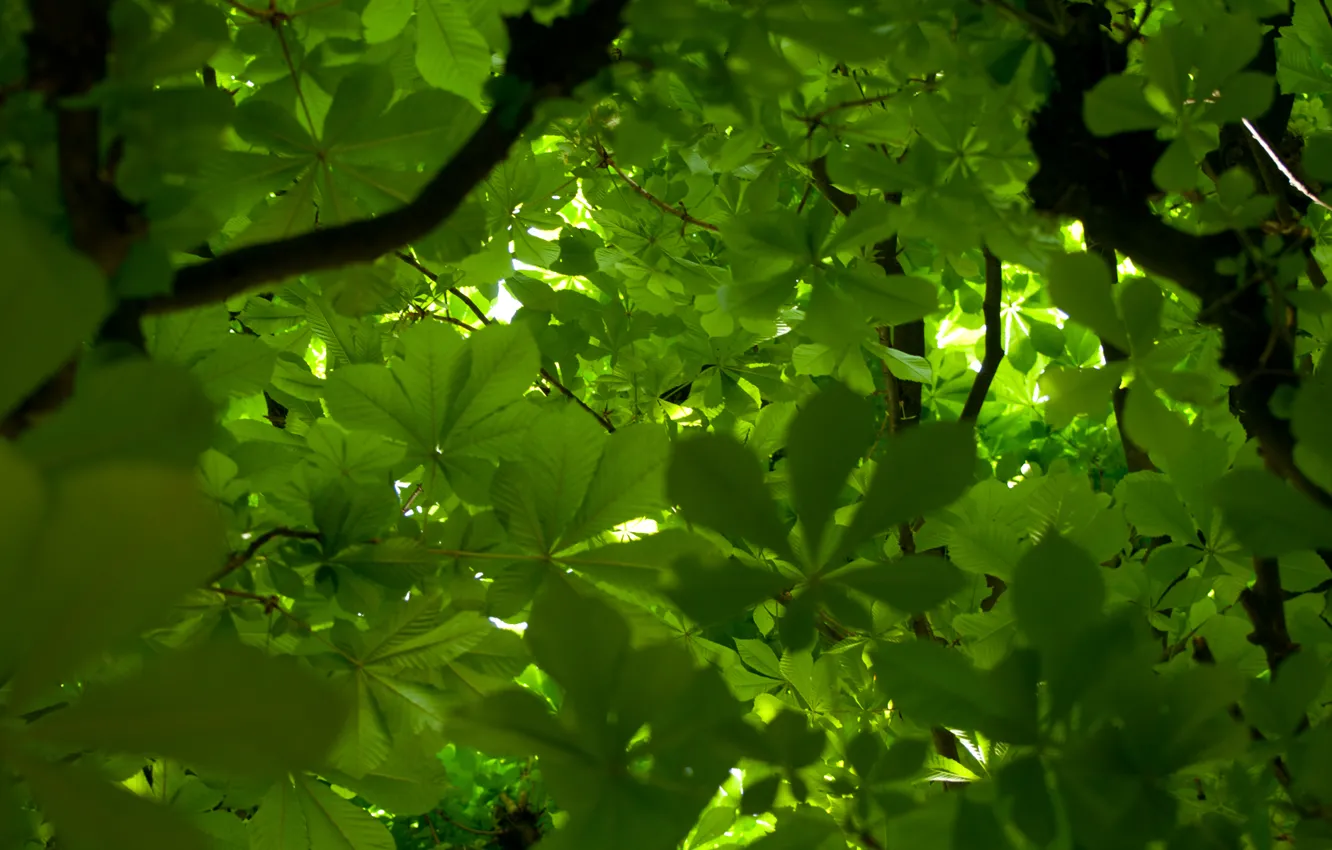 Фото обои зелень, листья, дерево, ветви, каштан, крона