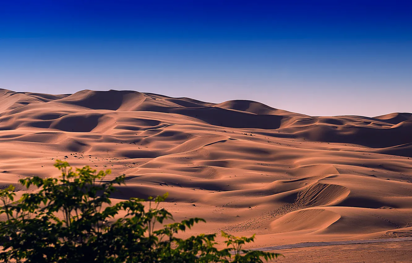 Фото обои песок, небо, пустыня, бархан, деревце