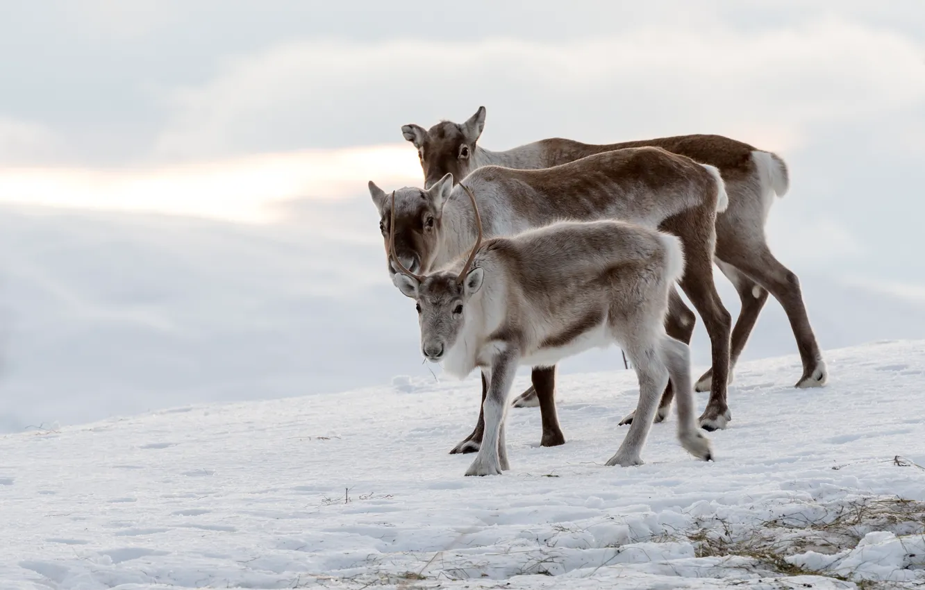 Фото обои зима, снег, семья, три, олени, олененок, трио, северный олень