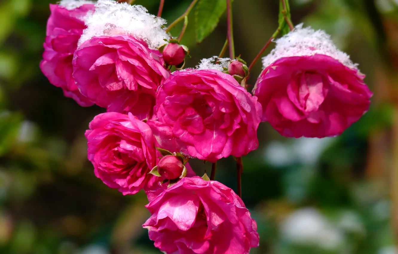 Фото обои Bokeh, Pink roses, Розовые розы